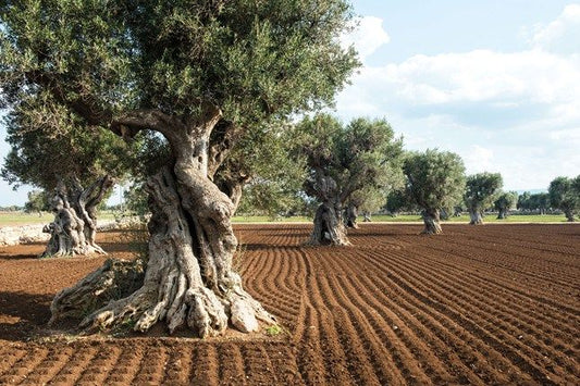 Olive trees landscape in Puglia, South of Italy